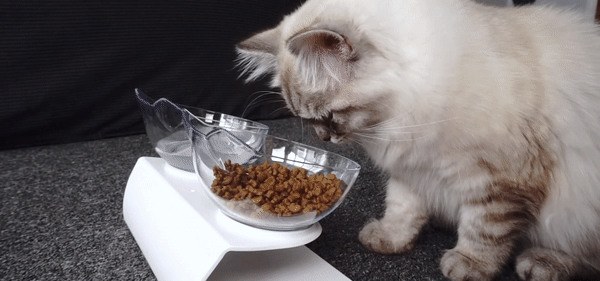 Purrfect Mealtime Kitty Bowl