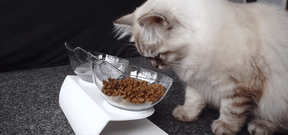 Purrfect Mealtime Kitty Bowl